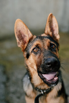 Happy german shepherd dog with open mouth and tongue out looking up. Close-up portrait on blurred street background. Concept of pets, friendship, and animal care. Natural daylight.