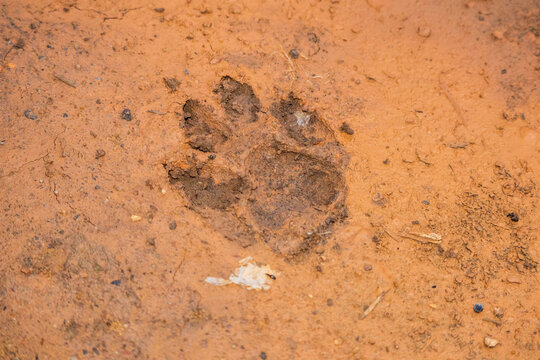 A dog pawprint track on a yellowish dirt road at sunset, featuring an interesting pattern