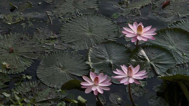 Pink water lilies blooming on pond in Chiang Mai