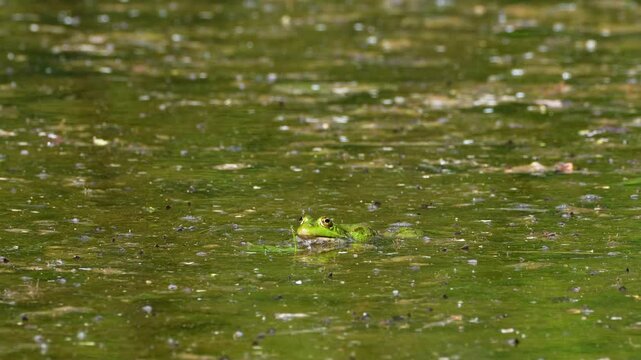 Common frog, Rana temporaria, reptiles croaking in the water, also known as the European common frog or European grass frog is a semi-aquatic amphibian of the family Ranidae 