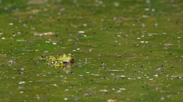 Common frog, Rana temporaria, reptiles croaking in the water, also known as the European common frog or European grass frog is a semi-aquatic amphibian of the family Ranidae 