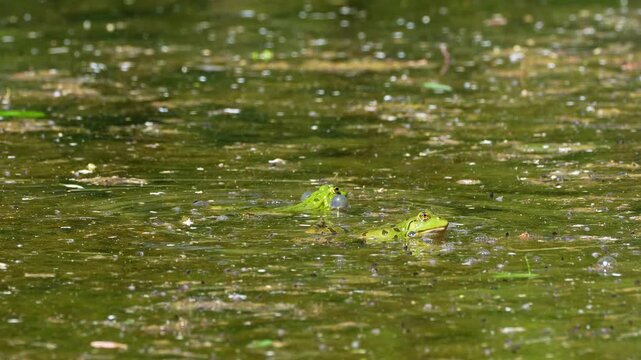 Common frog, Rana temporaria, reptiles croaking in the water, also known as the European common frog or European grass frog is a semi-aquatic amphibian of the family Ranidae 