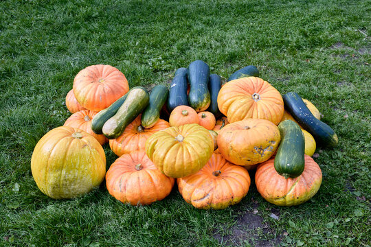 Crop of ripe pumpkins and assorted squash arranged on green grass, showing varied shapes, sizes and natural colors from garden harvest.