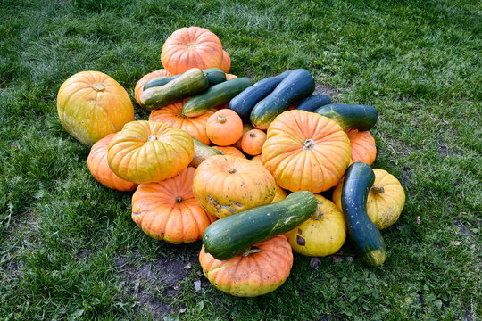 Yield of fresh pumpkins and colorful squash gathered together on grass, highlighting abundant garden produce and seasonal vegetable variety.