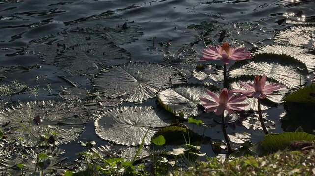 Pink water lilies blooming on pond in Chiang Mai