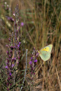 Cabbage White Butterfly perched on purple flower