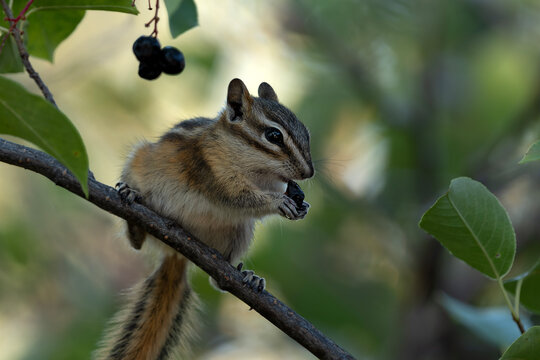 Chipmunk balanced on branch while eating a berry