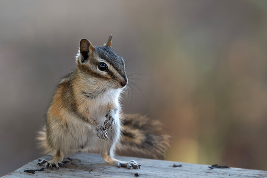Chipmunk on wooden table with bokeh