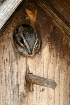 Chipmunk peeking out of hole in birdhouse