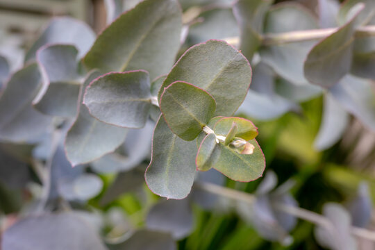 Selective focus of the juvenile foliage of Eucalyptus leaves, Eucalyptus pulverulenta commonly known as silver-leaved mountain gum is a species of straggly tree or mallee, Natural greenery background.