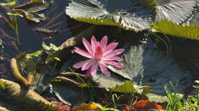 Pink water lily blooming on pond in Chiang Mai