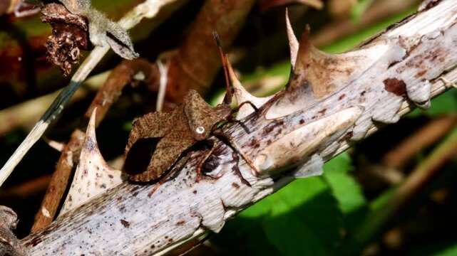 Dock Leaf Bug, Dock Bug (Coreus marginatus), courtship and copulation time