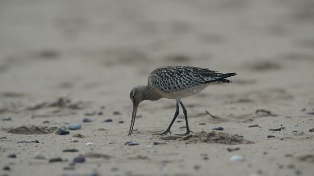 Black-tailed Godwit, Limosa limosa, bird on sand, Devon, England, United Kingdom