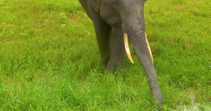 Elephant (Elephas maximus maximus) herd in Minneriya National Park, Sri Lanka