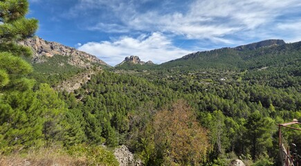 Fototapeta premium Panorámicas de Bosques de pinos de las Sierras de Albacete , España