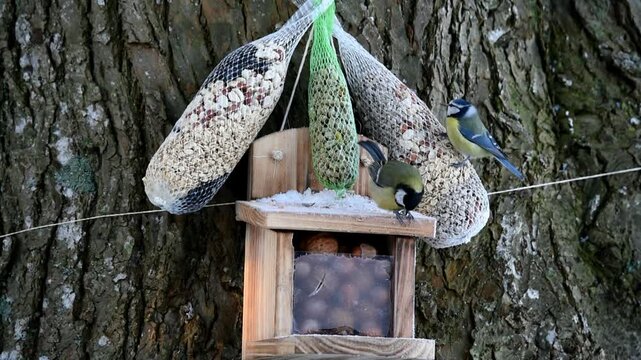 Great tits (parus major) and blue tits (cyanistes caeruleus) eat bird food in winter