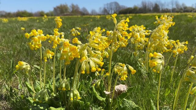 Cowslip (Primula veris) on a meadow in Ystad, Scania, Sweden, Scandinavia