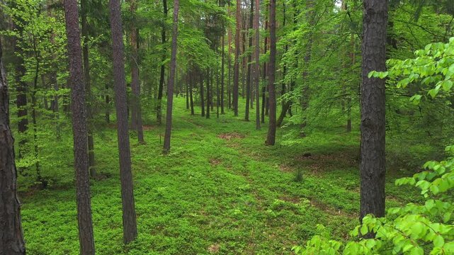 Drone flight through a deciduous forest and pine forest, pine forest, trees, forestry, summer, East Styrian hill country, Styria, Austria