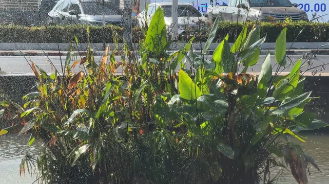 Tropical aquatic plants growing in urban canal in Chiang Mai