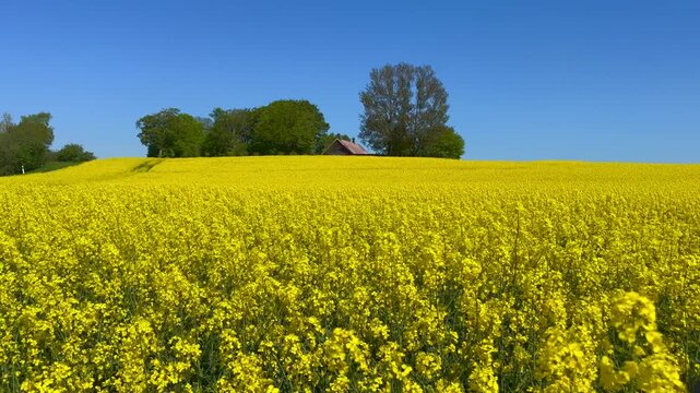 Rape field, field with flowering rapeseed (Brassica napus) at a farm in R&ouml;gla, Ystad municipality, Sk&aring;ne, Sweden, Scandinavia