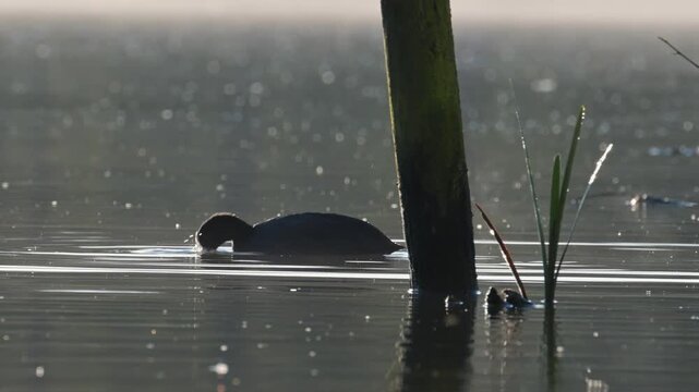 Eurasian Coot, Fulica atra, bird on lake at spring time