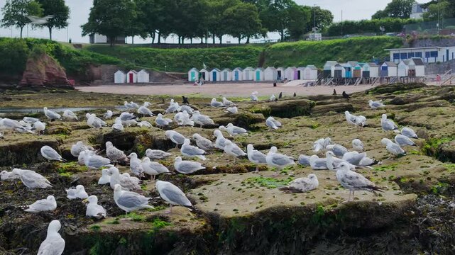 Seagulls on rocks at low tide from a drone, Torquay, Devon, England, United Kingdom