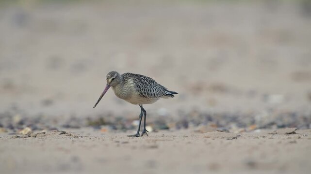 Black-tailed Godwit, Limosa limosa, bird on sand, Devon, England, United Kingdom
