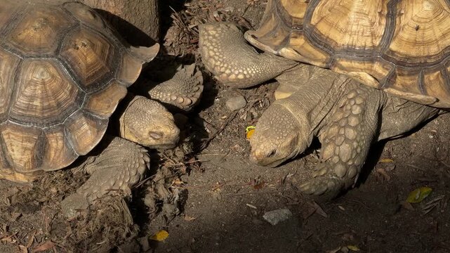 Tortoises resting on dirt ground in Chiang Mai