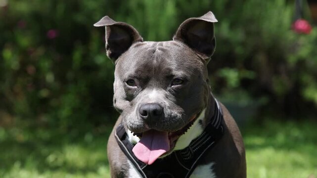Dog portrait of an American Staffordshire Terrier in the garden