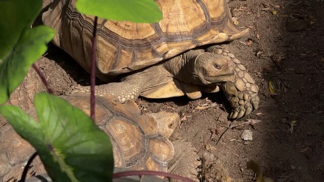 Tortoise walking on dirt ground near green plants in Chiang Mai