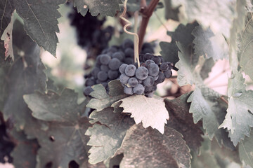 Obraz premium Dark grape cluster surrounded by grapevine leaves