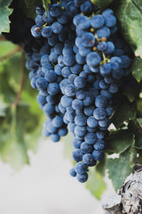 Obraz premium Ripe blue-purple grape clusters hanging on vine