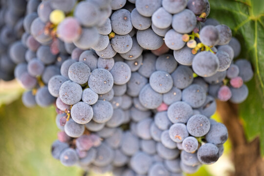 Close-up of ripe purple grape clusters on vine