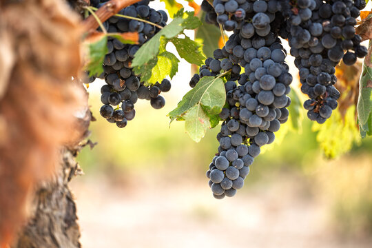 Ripe dark grapes hanging from old grapevine in vineyard