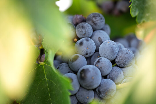 Ripe dark grapes partially hidden by vine leaves