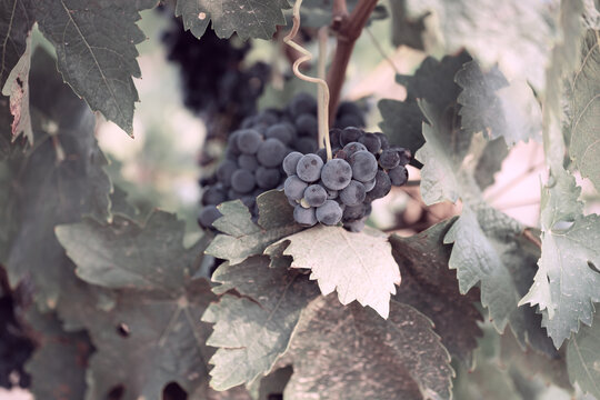 Dark grape cluster surrounded by grapevine leaves