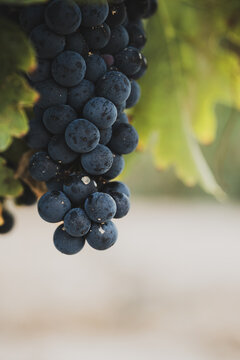 Ripe dark grape bunch hanging from grapevine