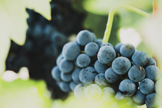 Close-up of ripe blue-purple grapes on vine