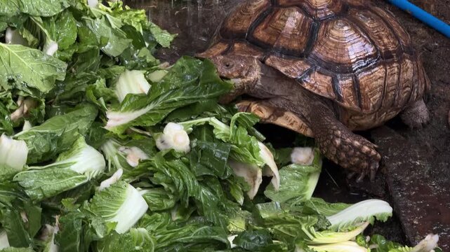 Tortoise eating fresh leafy green vegetables in Chiang Mai