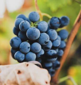 Ripe blue-purple grape bunch hanging on vine