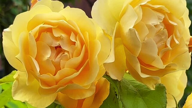 English yellow rose (Rosa Charles Austin) in the Rose Garden at the monastery in Ystad, Scania, Sweden, Scandinavia