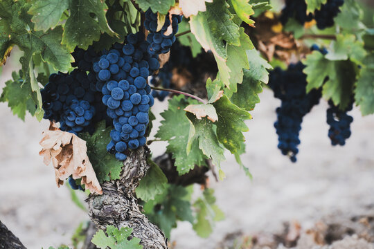 Ripe dark grape clusters growing on old grapevine