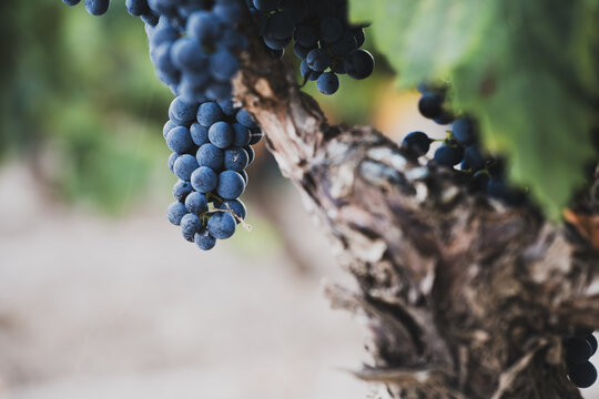 Ripe grape cluster hanging from gnarled old grapevine