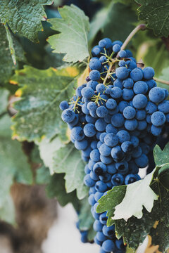 Ripe blue-purple grape bunch growing on grapevine