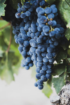 Ripe blue-purple grape clusters hanging on vine
