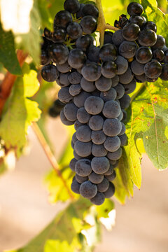 Ripe dark grapes growing on vine in vineyard