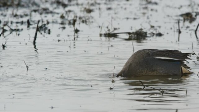 Eurasian Teal, Anas crecca, birds in spring courtship on marshes