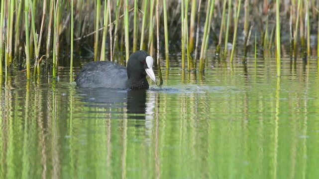 Eurasian Coot, Fulica atra, bird on marshes