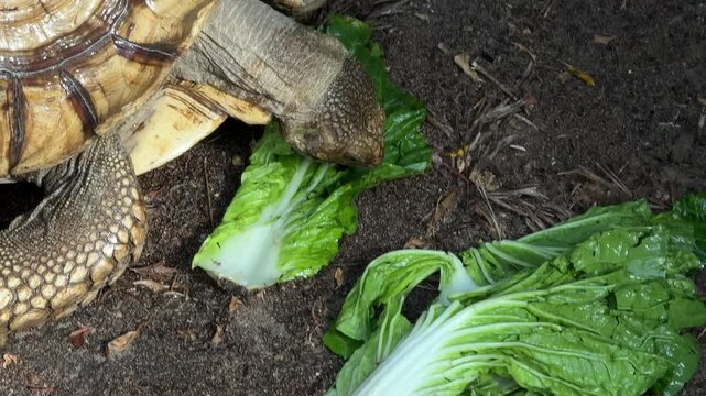 Tortoise eating fresh green vegetables on ground in Chiang Mai