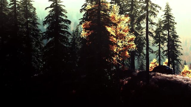 Tall green trees surround a patch of yellow leaves in a forest. The sunlight filters through the branches. It is a bright day, and the forest floor has some plants and grass.